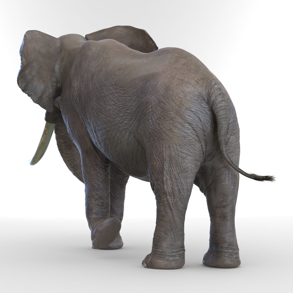 3D model Elephant Rigged