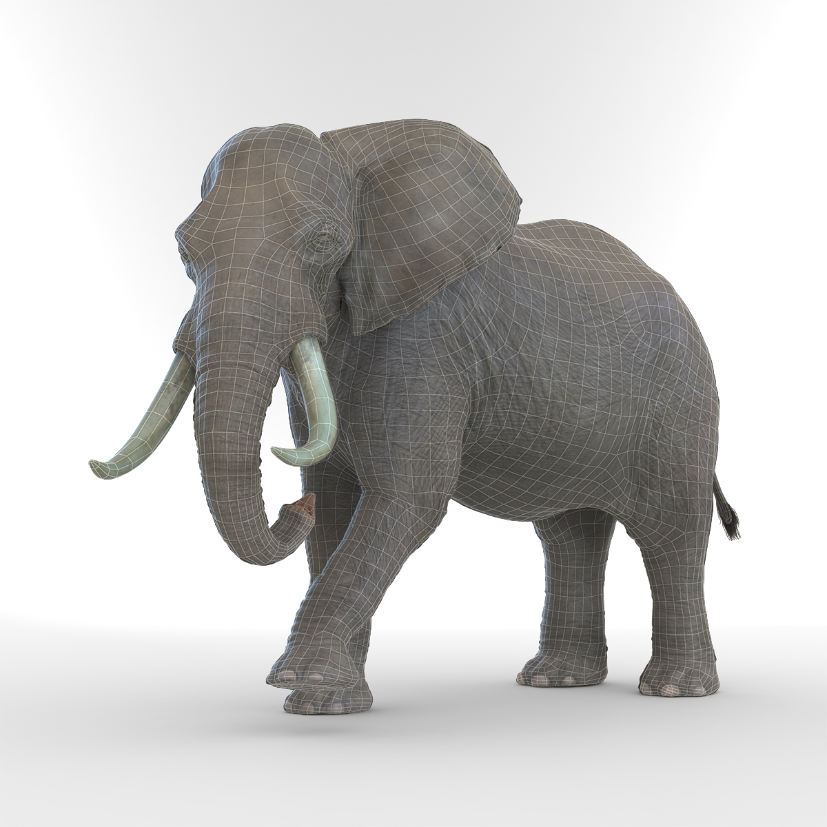 3D model Elephant Rigged