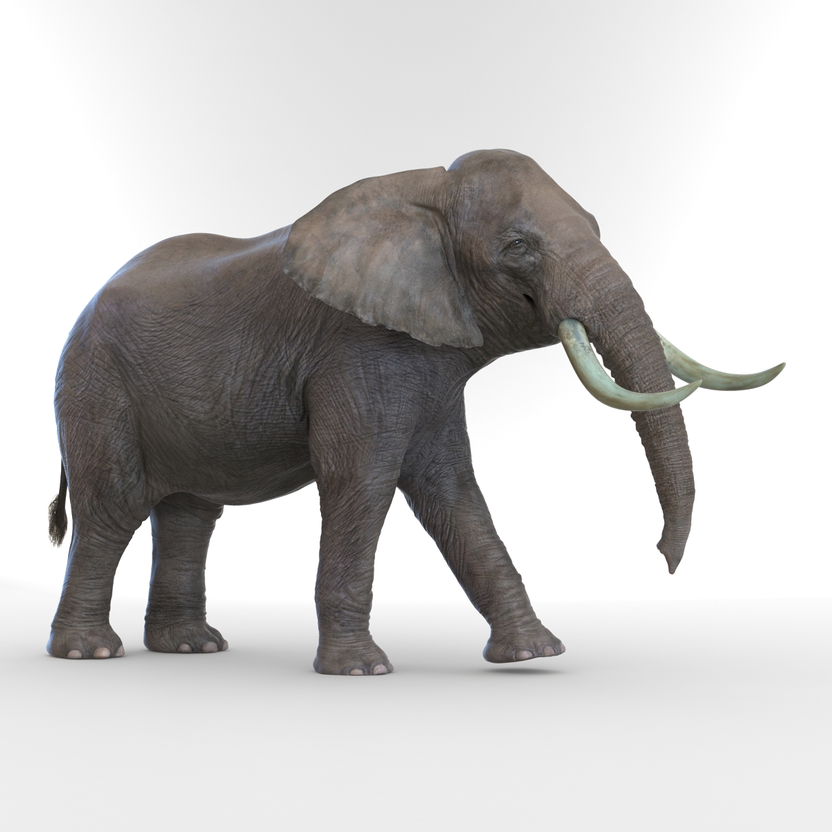 3D model Elephant Rigged