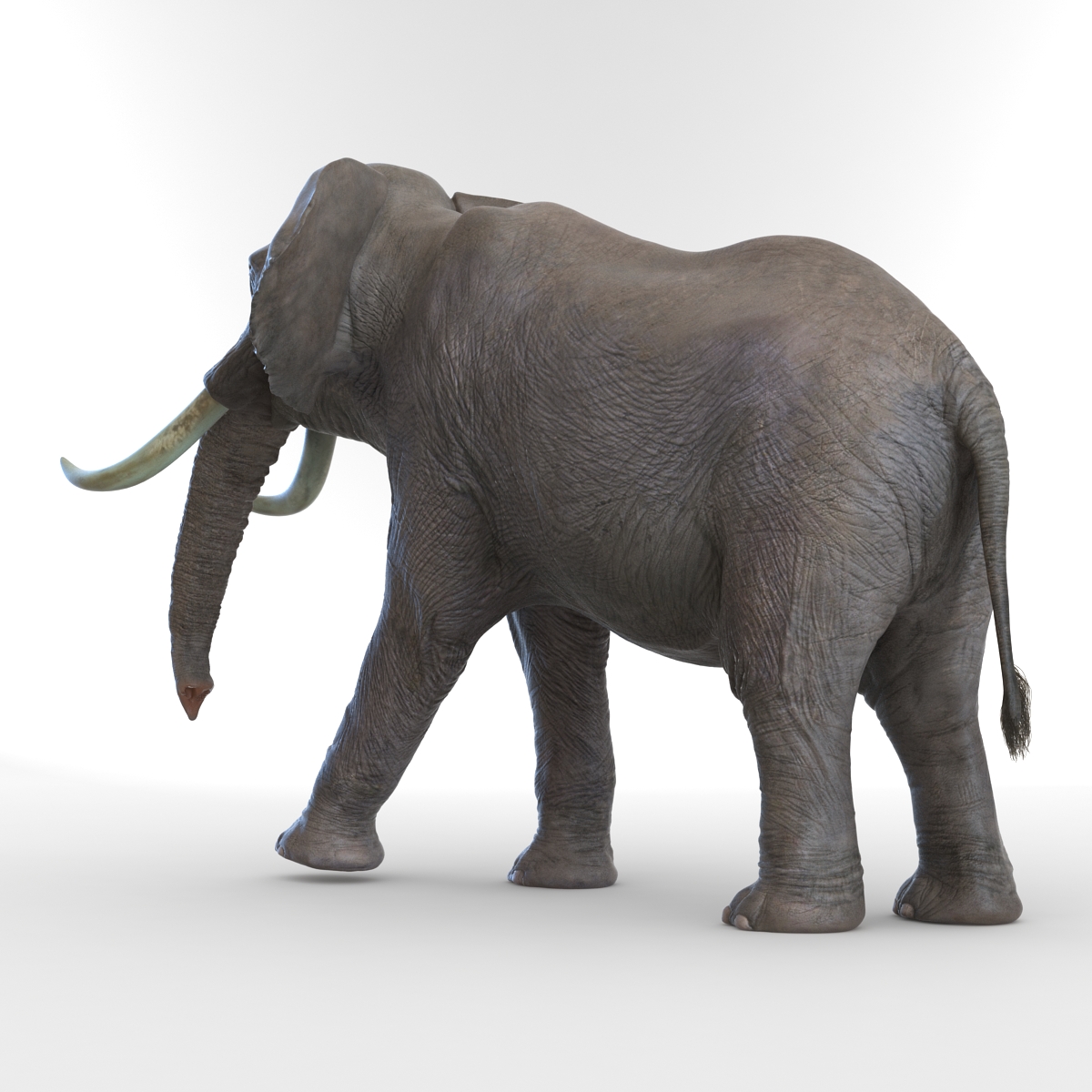 3D model Elephant Rigged