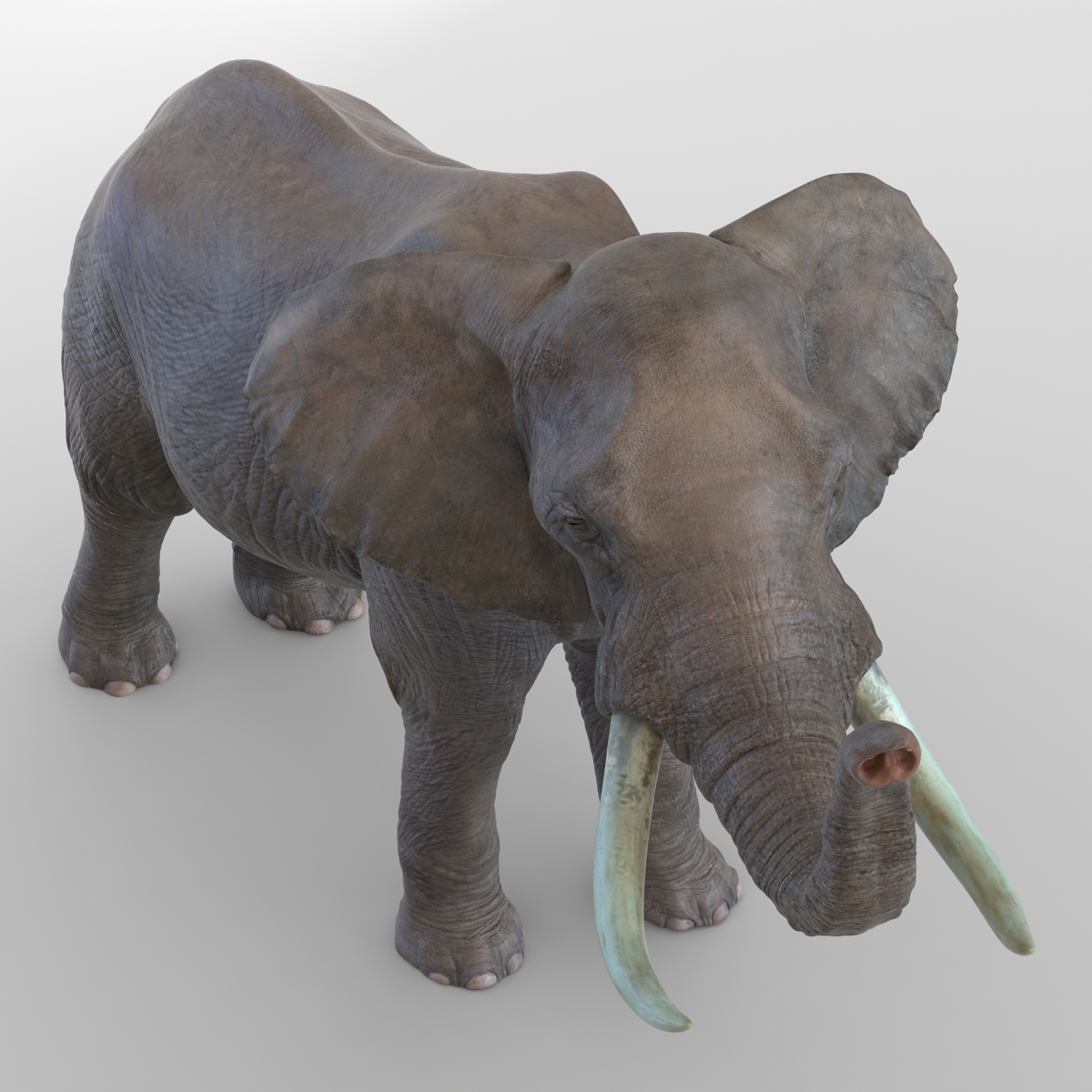 3D model Elephant Rigged