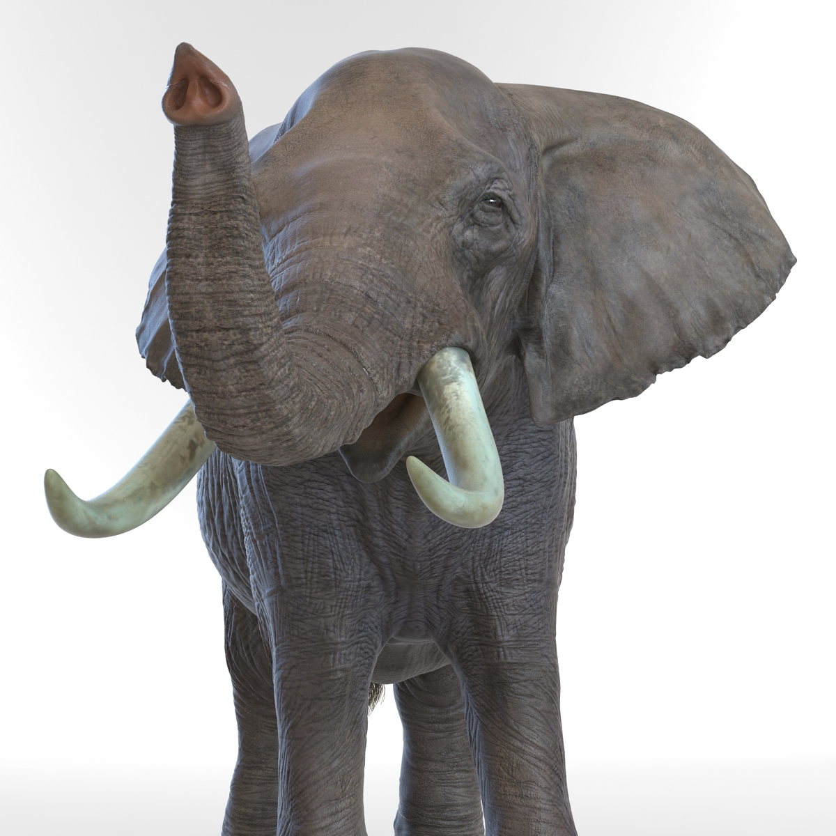 3D model Elephant Rigged