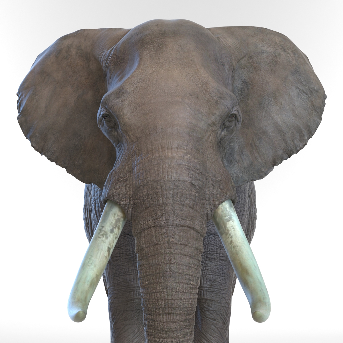 3D model Elephant Rigged