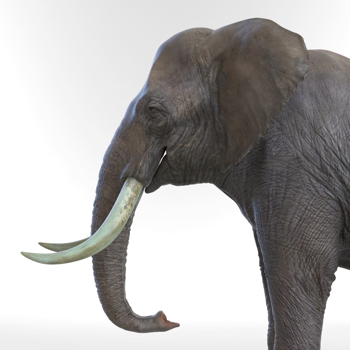 3D model Elephant Rigged