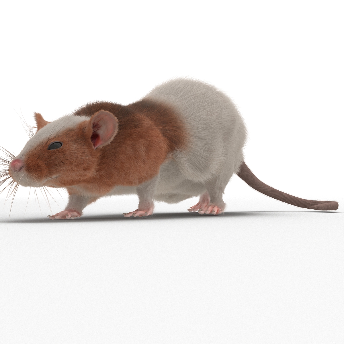 Rat 3 Rigged 3D