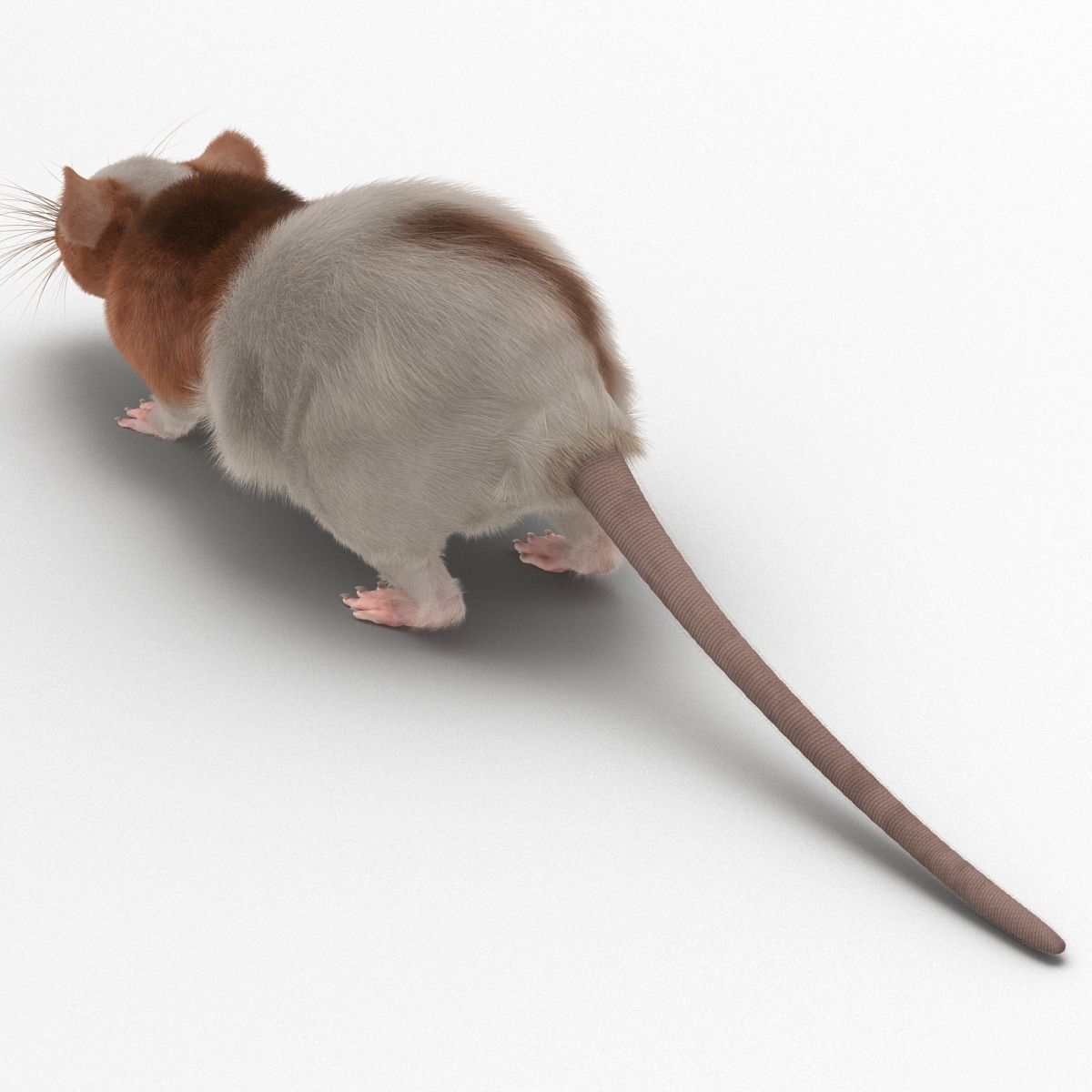 Rat 3 Rigged 3D