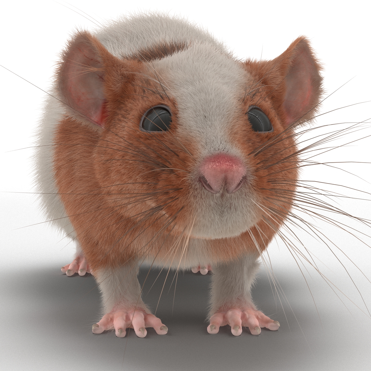 Rat 3 Rigged 3D