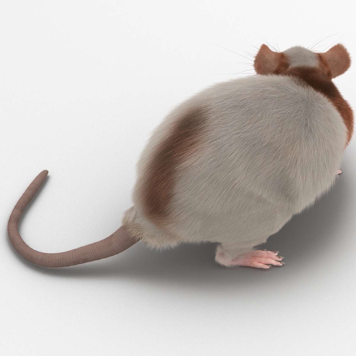 Rat 3 Pose 5 3D