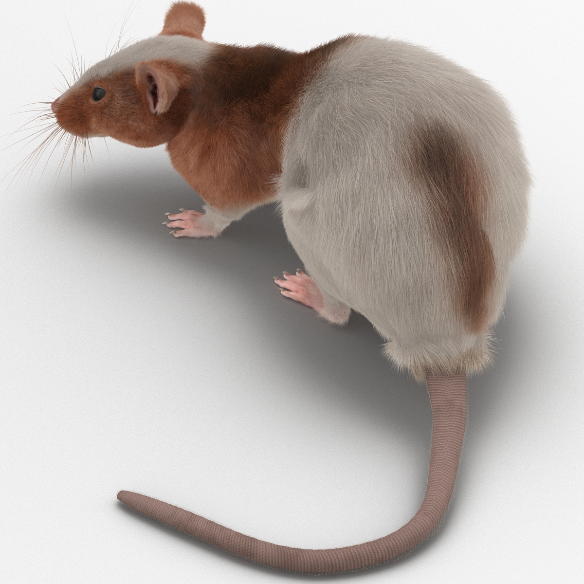 Rat 3 Pose 5 3D