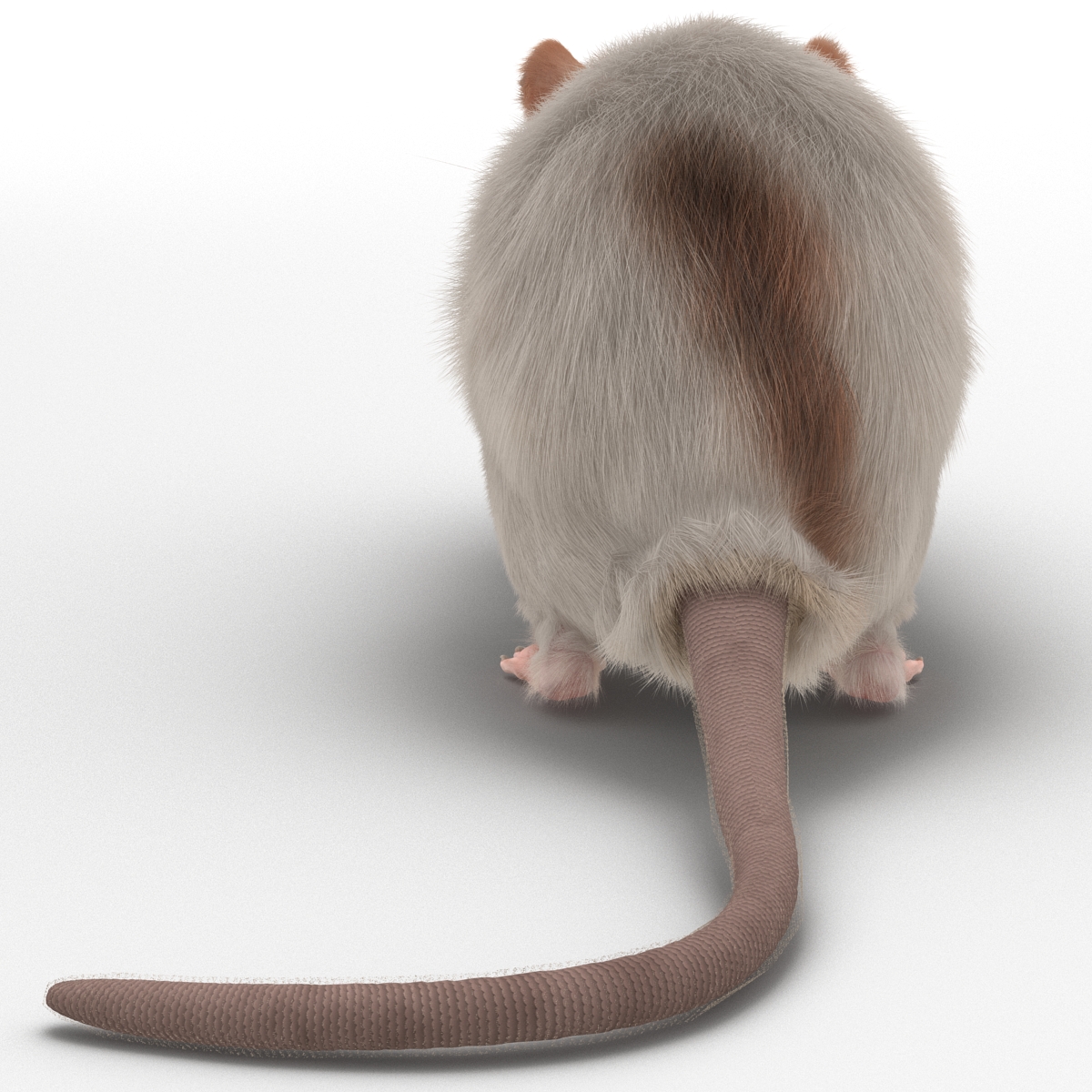 Rat 3 Rigged 3D