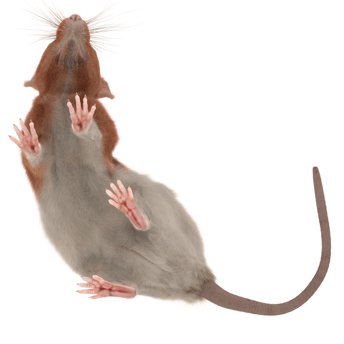 Rat 3 Pose 5 3D