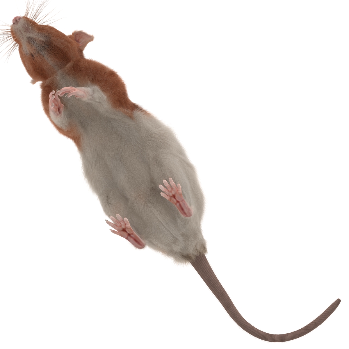 Rat 3 Rigged 3D