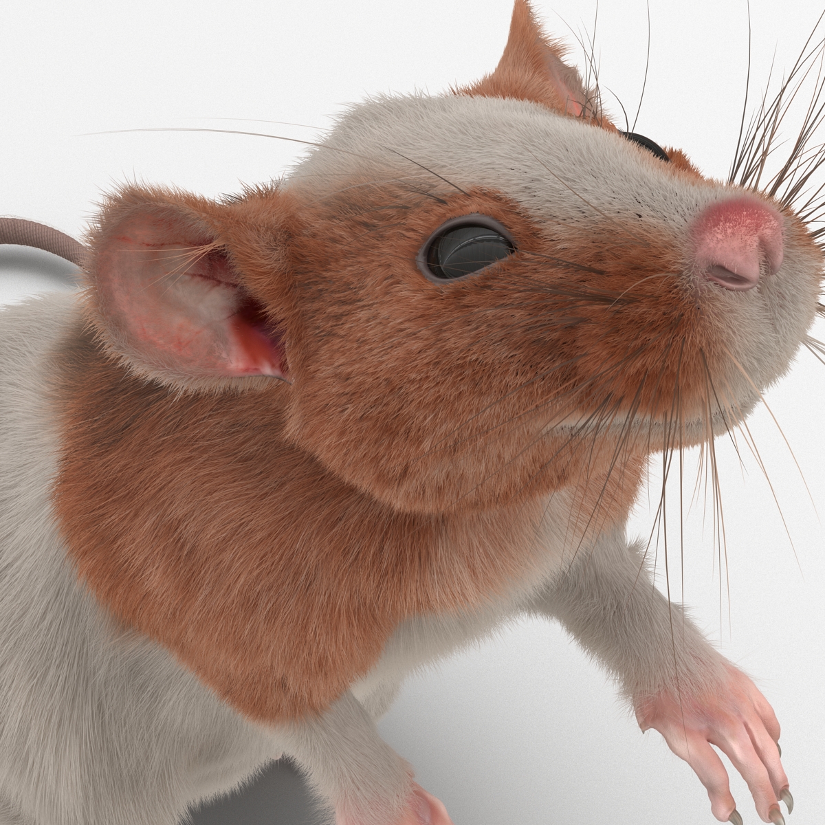 Rat 3 Rigged 3D