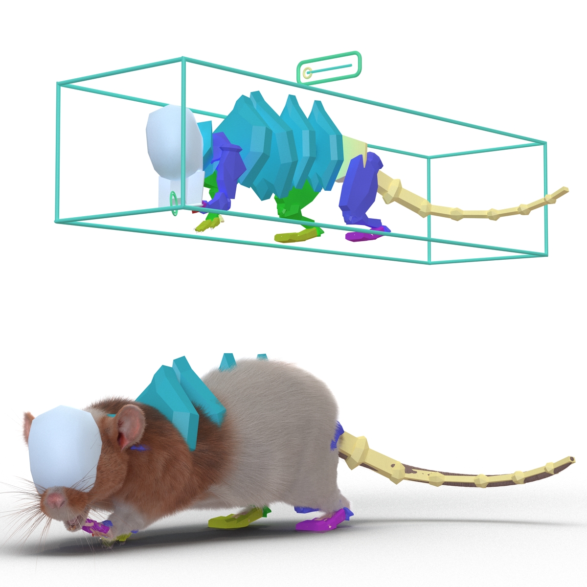 Rat 3 Rigged 3D