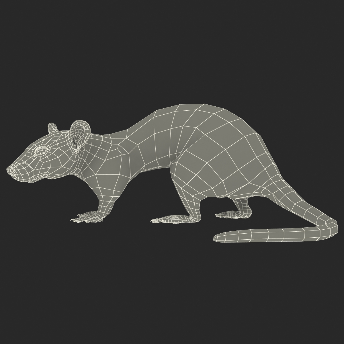 Rat 3 Pose 5 3D