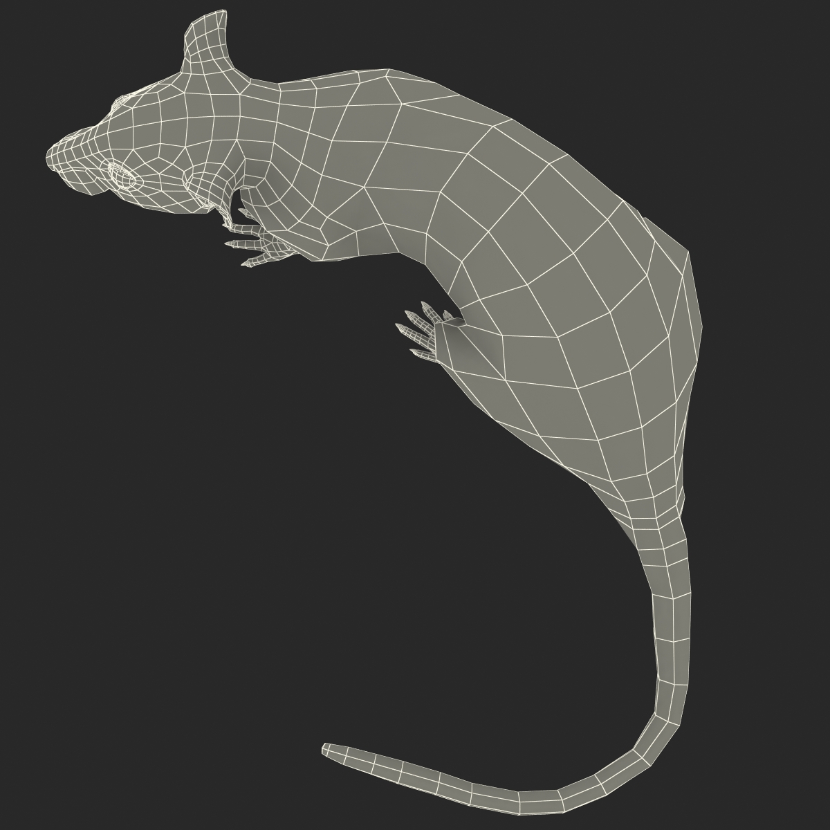 Rat 3 Pose 5 3D