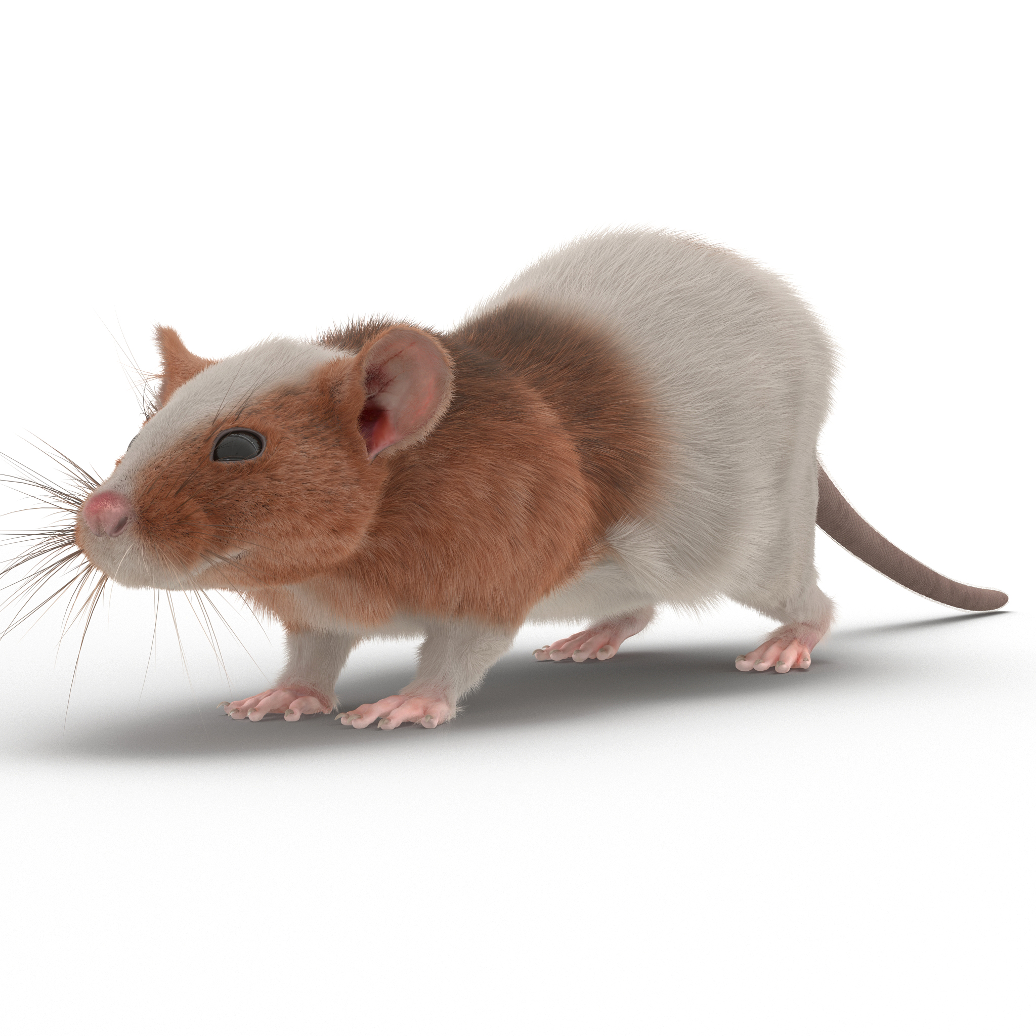 Rat 3 3D model