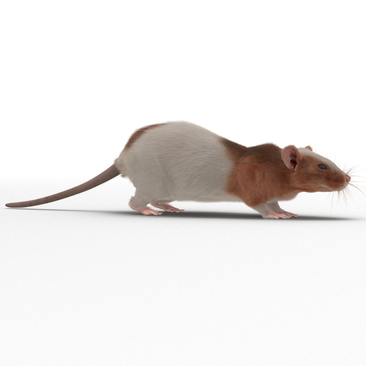 Rat 3 3D model