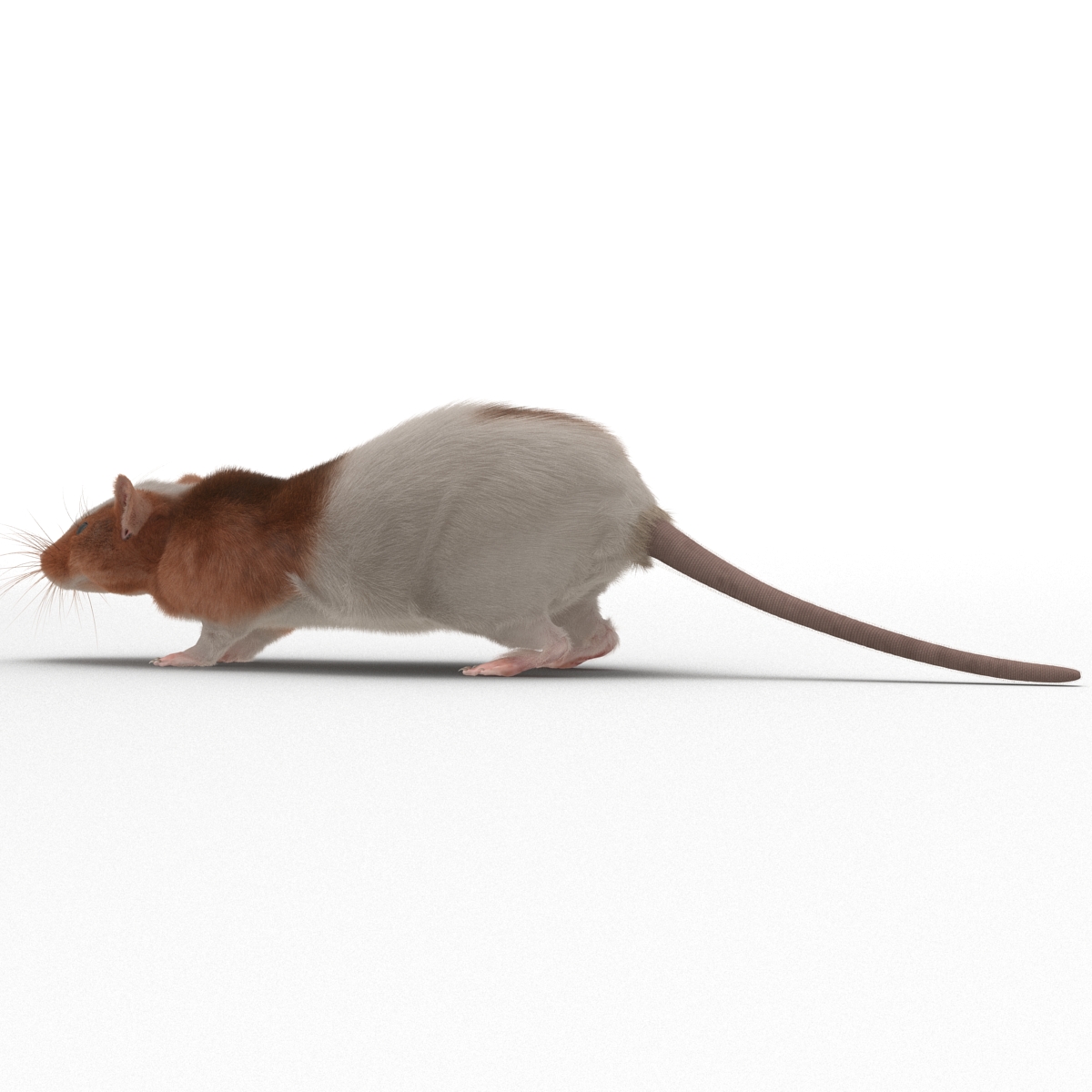 Rat 3 3D model