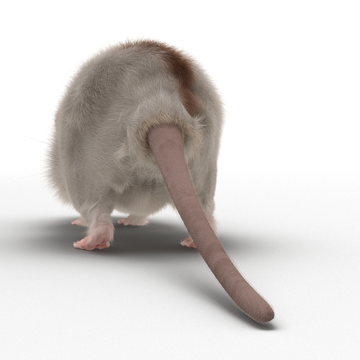 Rat 3 3D model