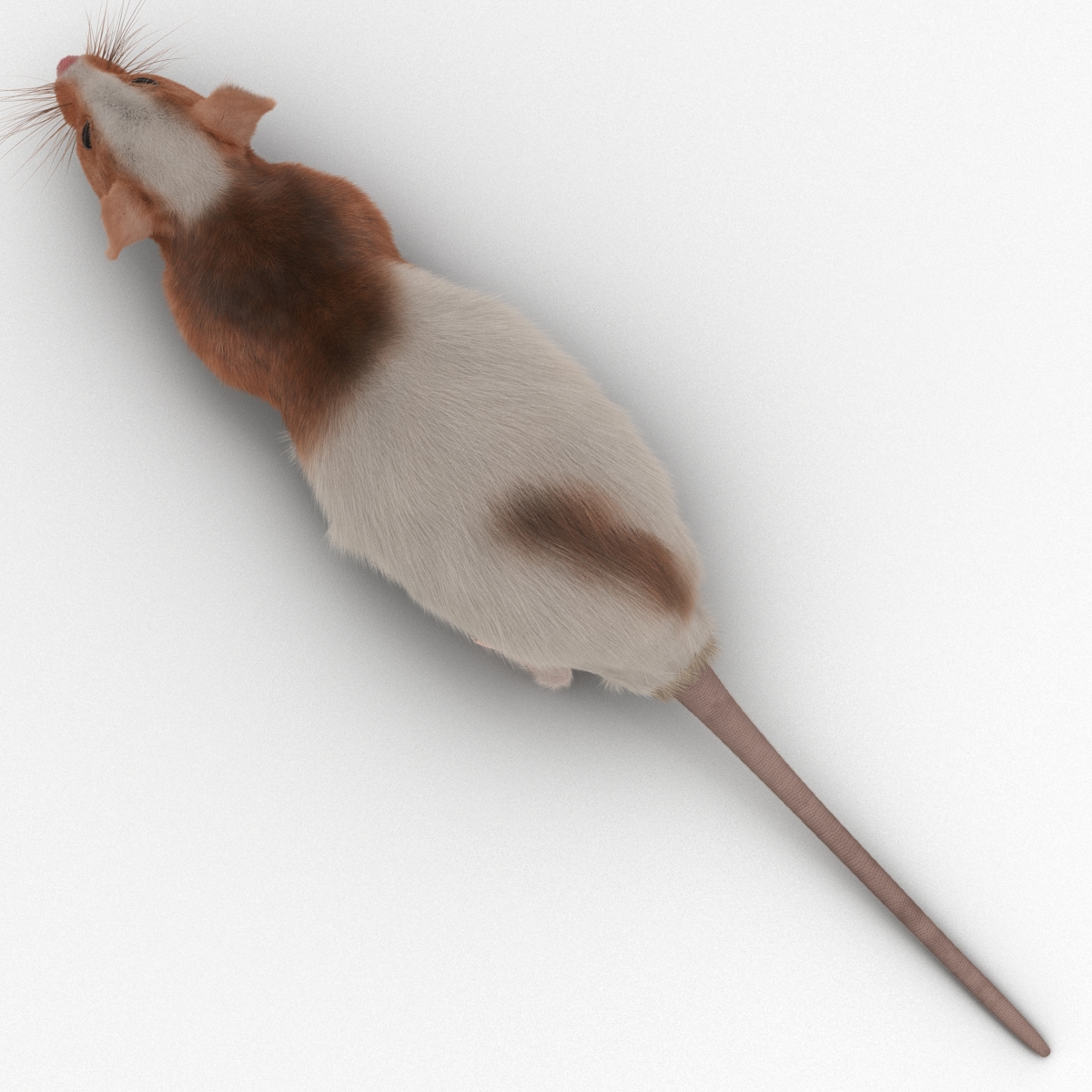 Rat 3 3D model