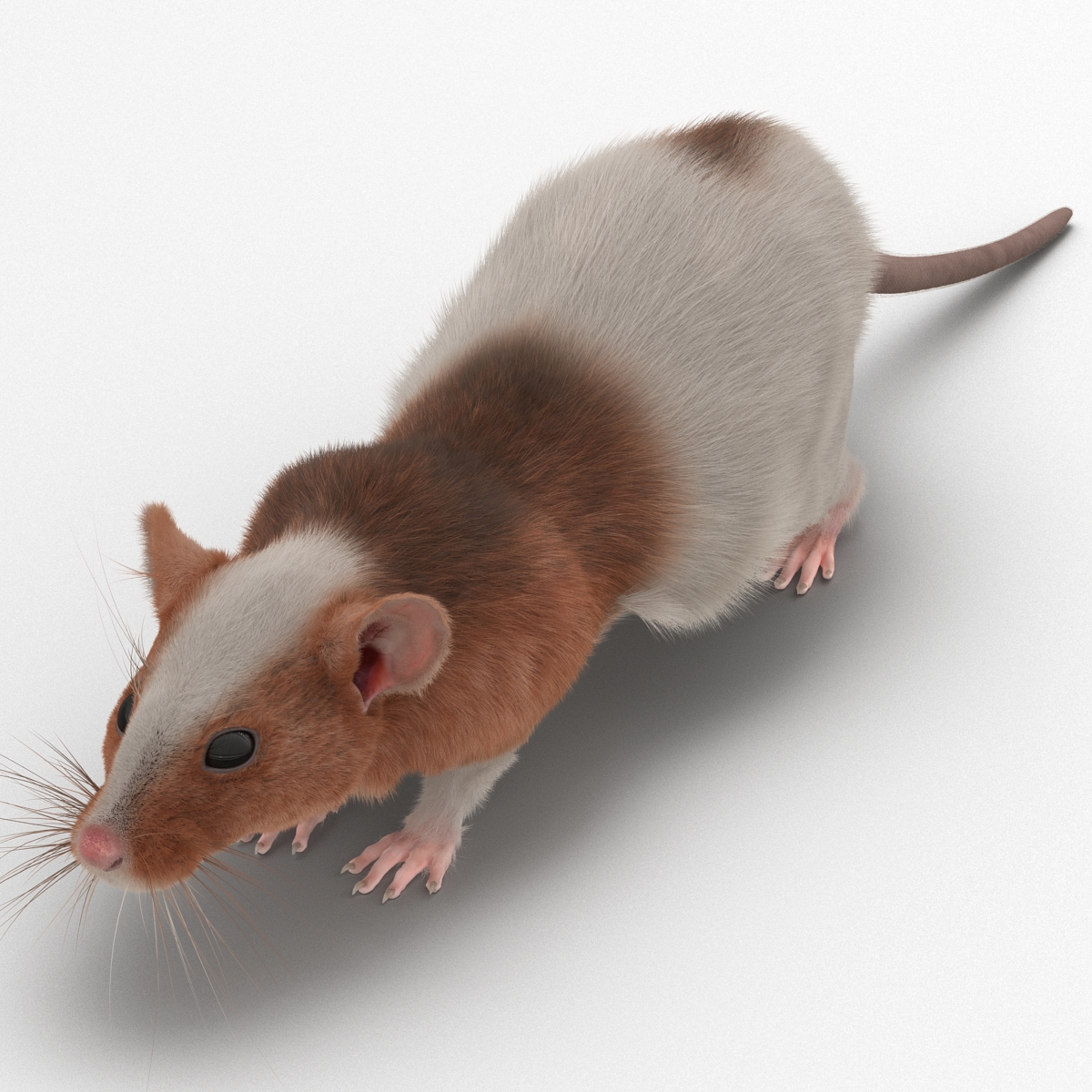 Rat 3 3D model