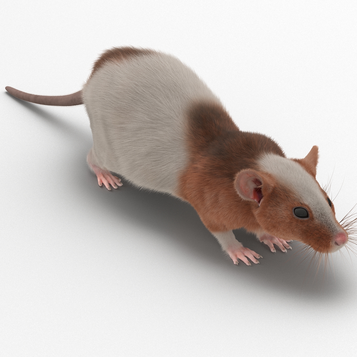 Rat 3 3D model