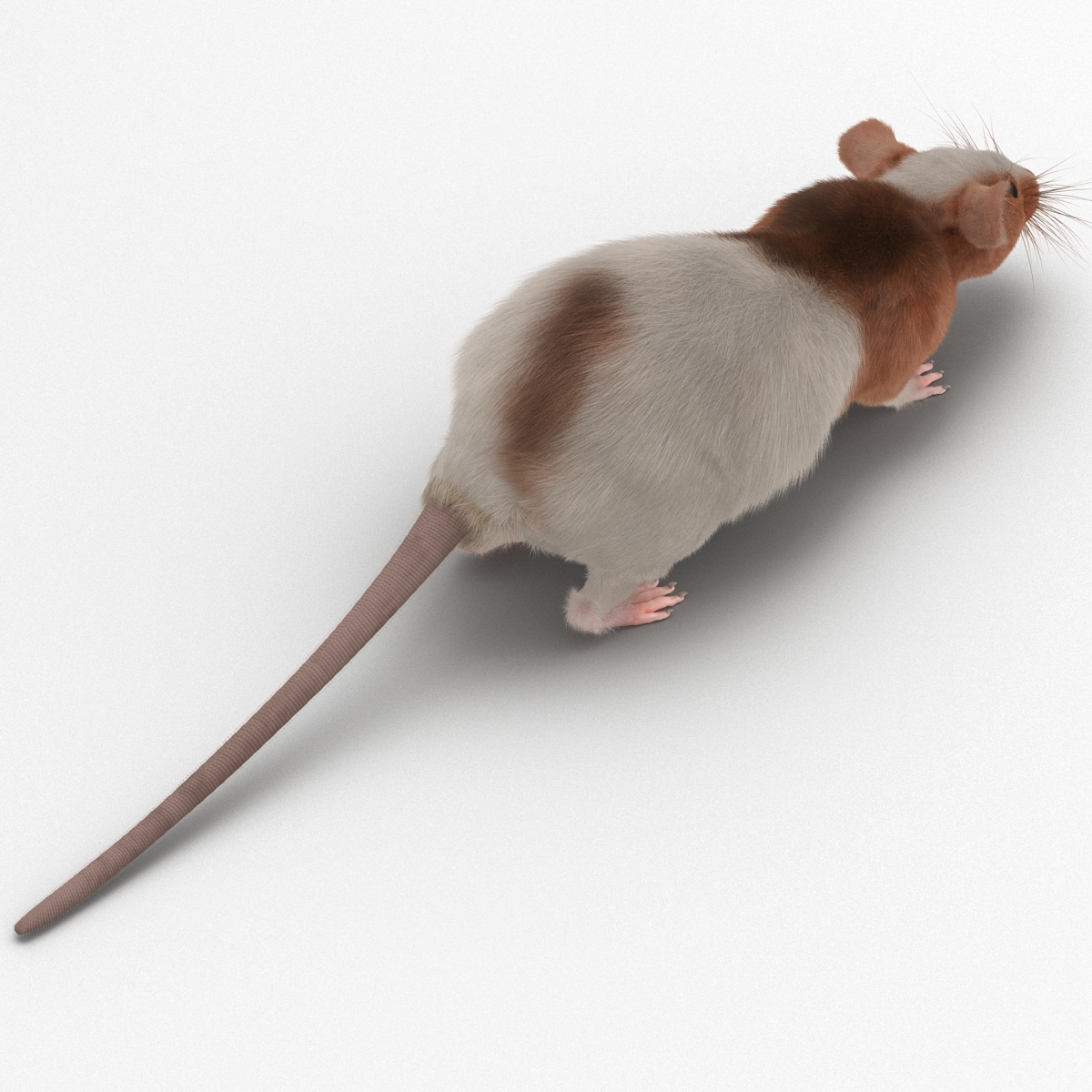 Rat 3 3D model