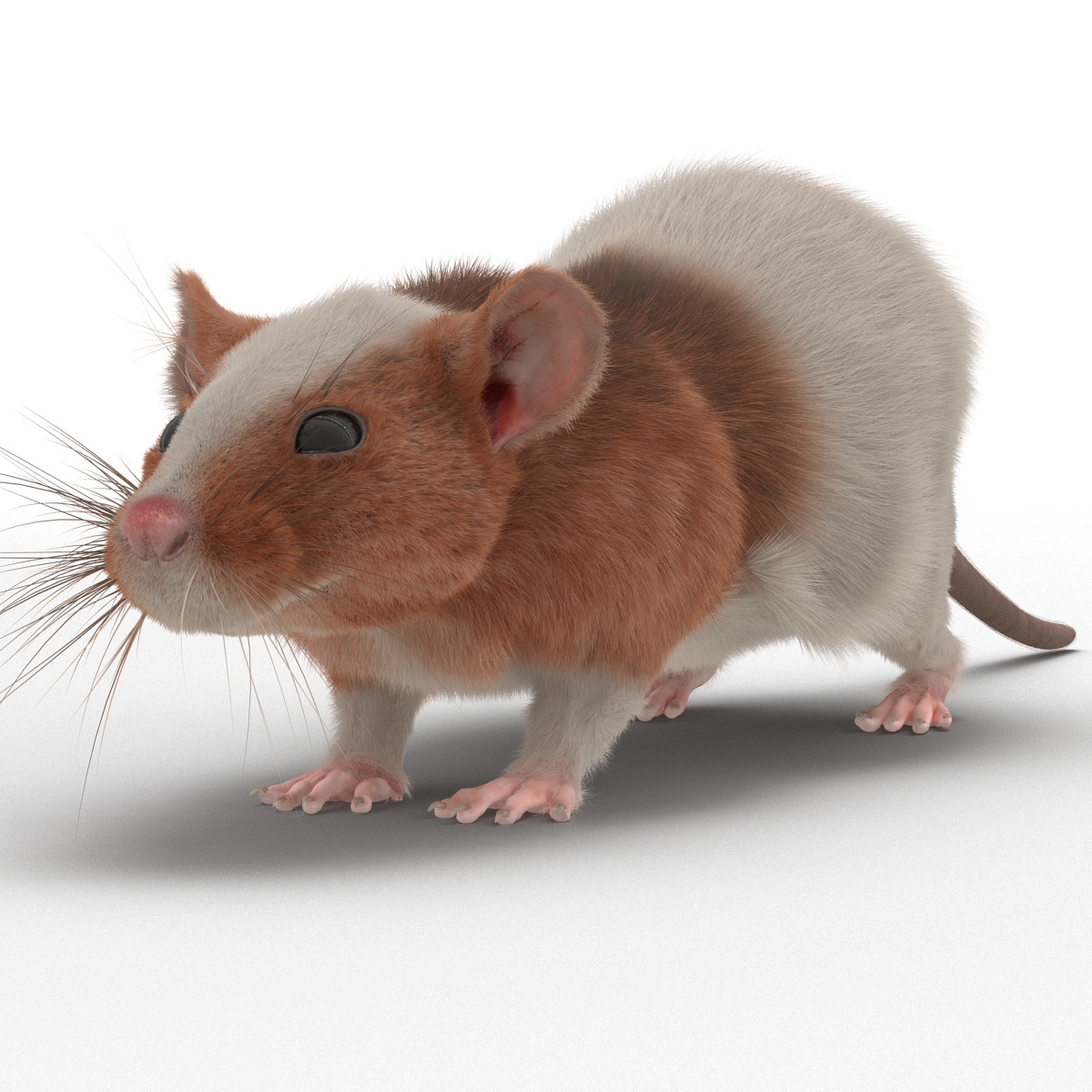 Rat 3 3D model