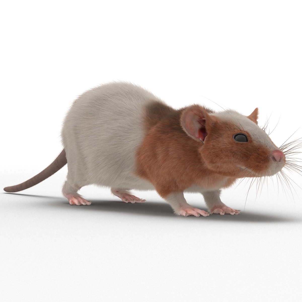 Rat 3 3D model