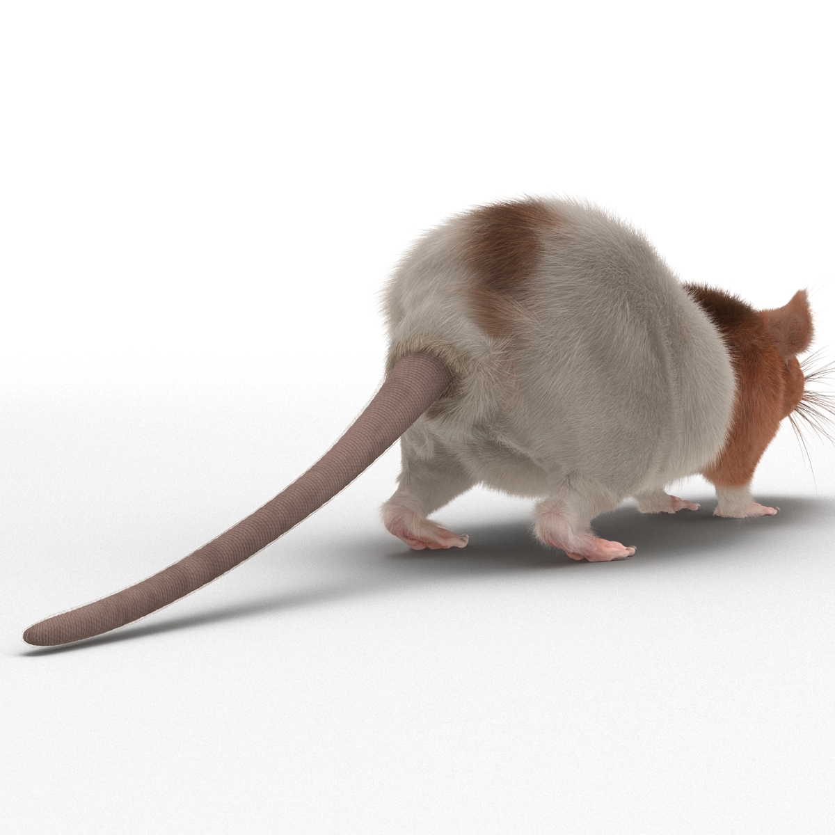 Rat 3 3D model