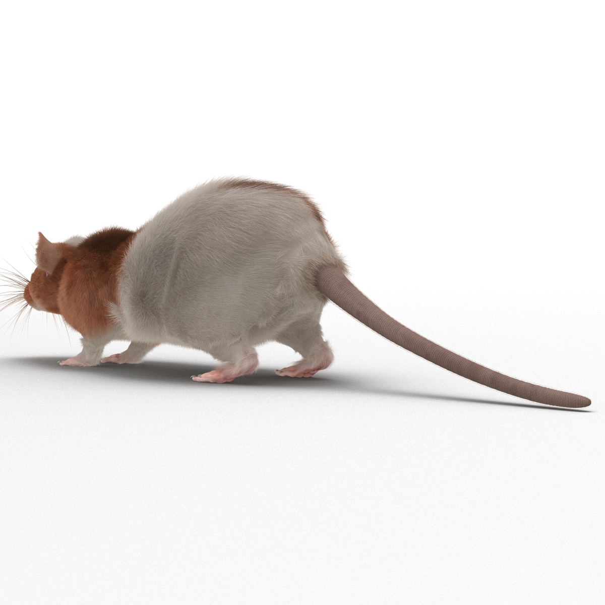 Rat 3 3D model