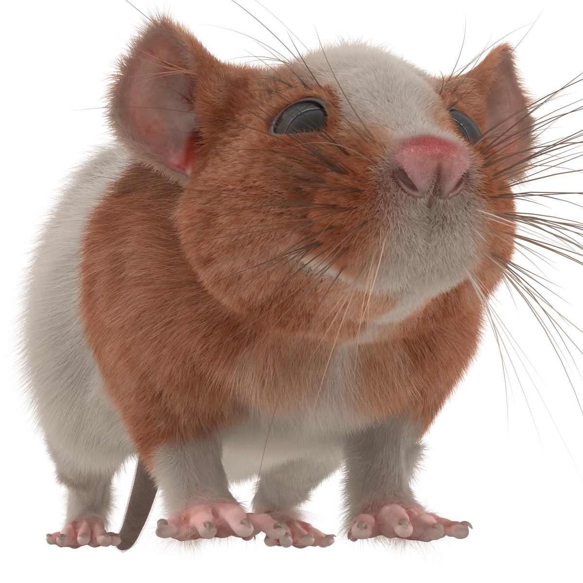 Rat 3 3D model