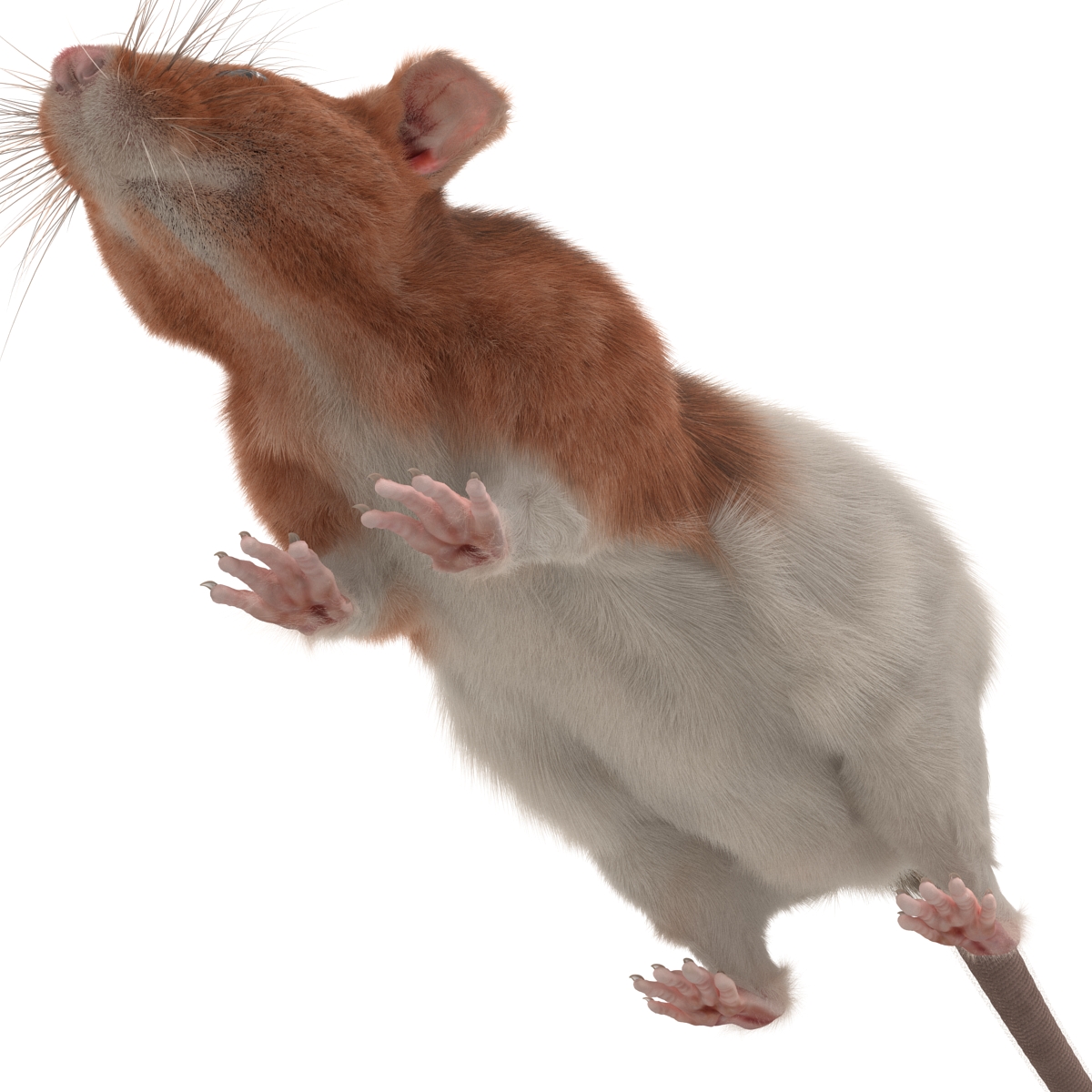 Rat 3 3D model