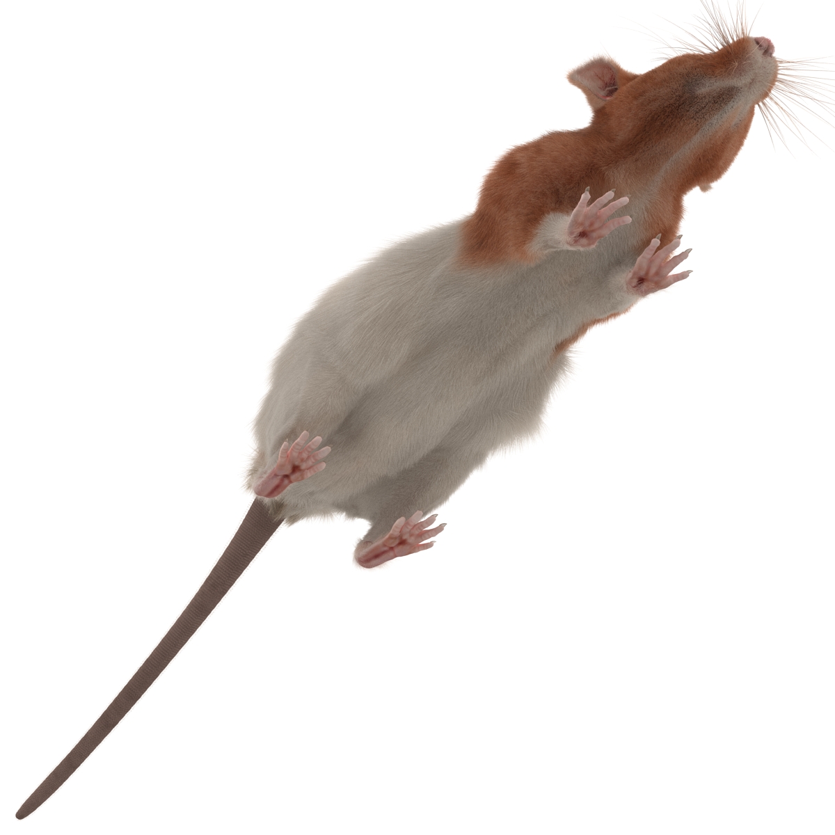 Rat 3 3D model