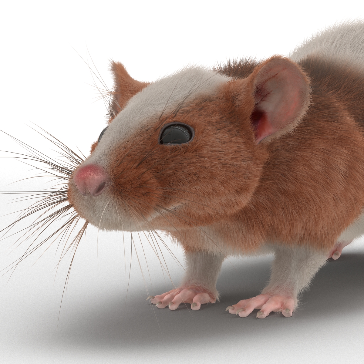 Rat 3 3D model