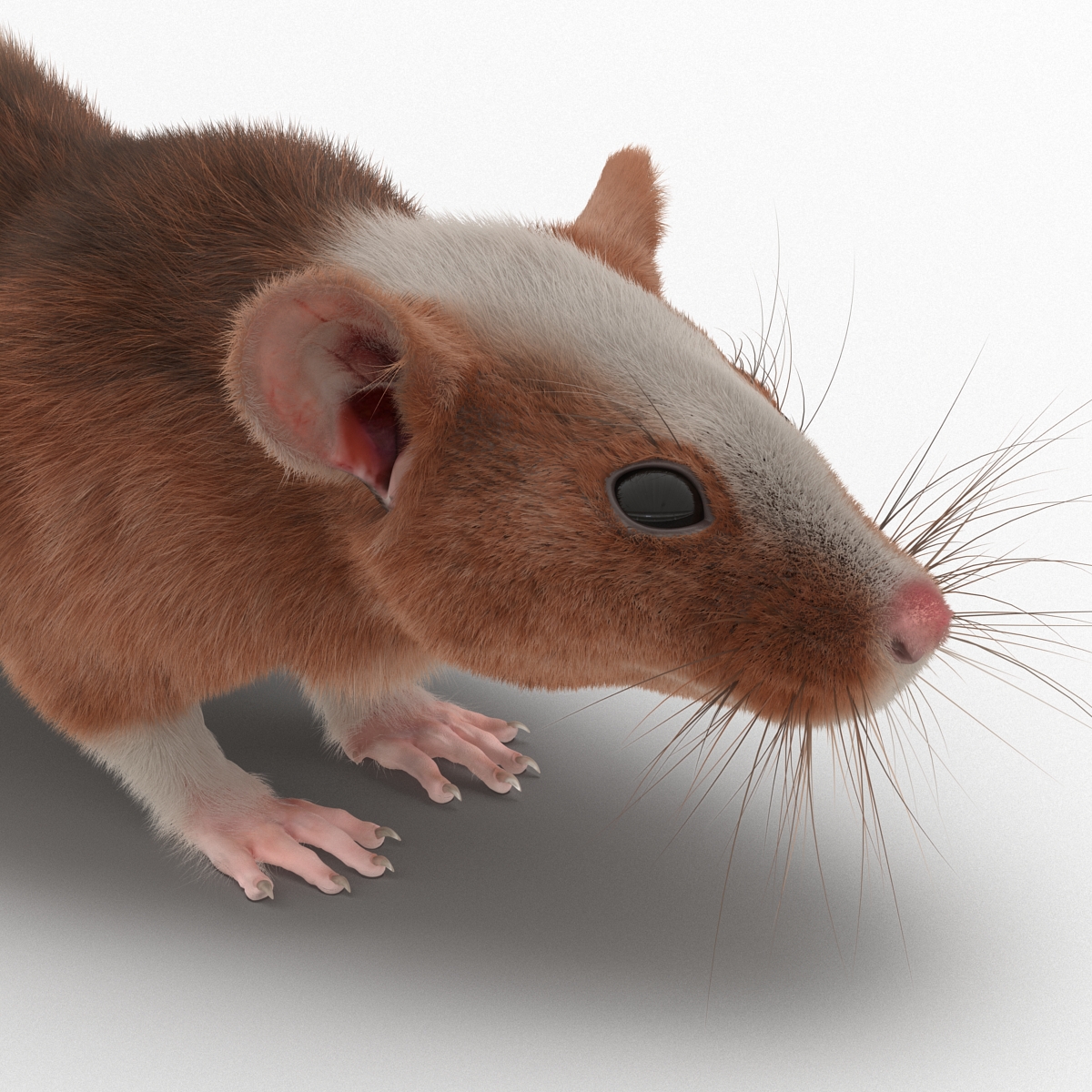 Rat 3 3D model