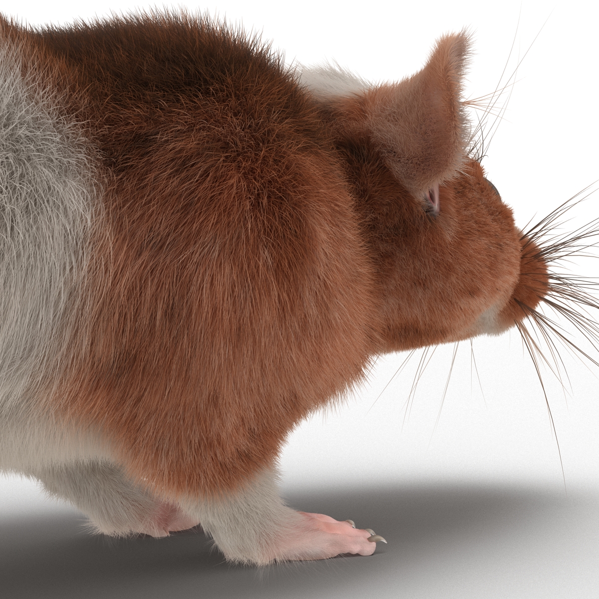 Rat 3 3D model