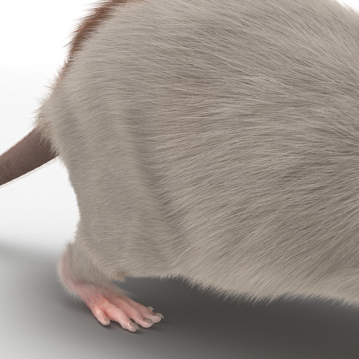 Rat 3 3D model