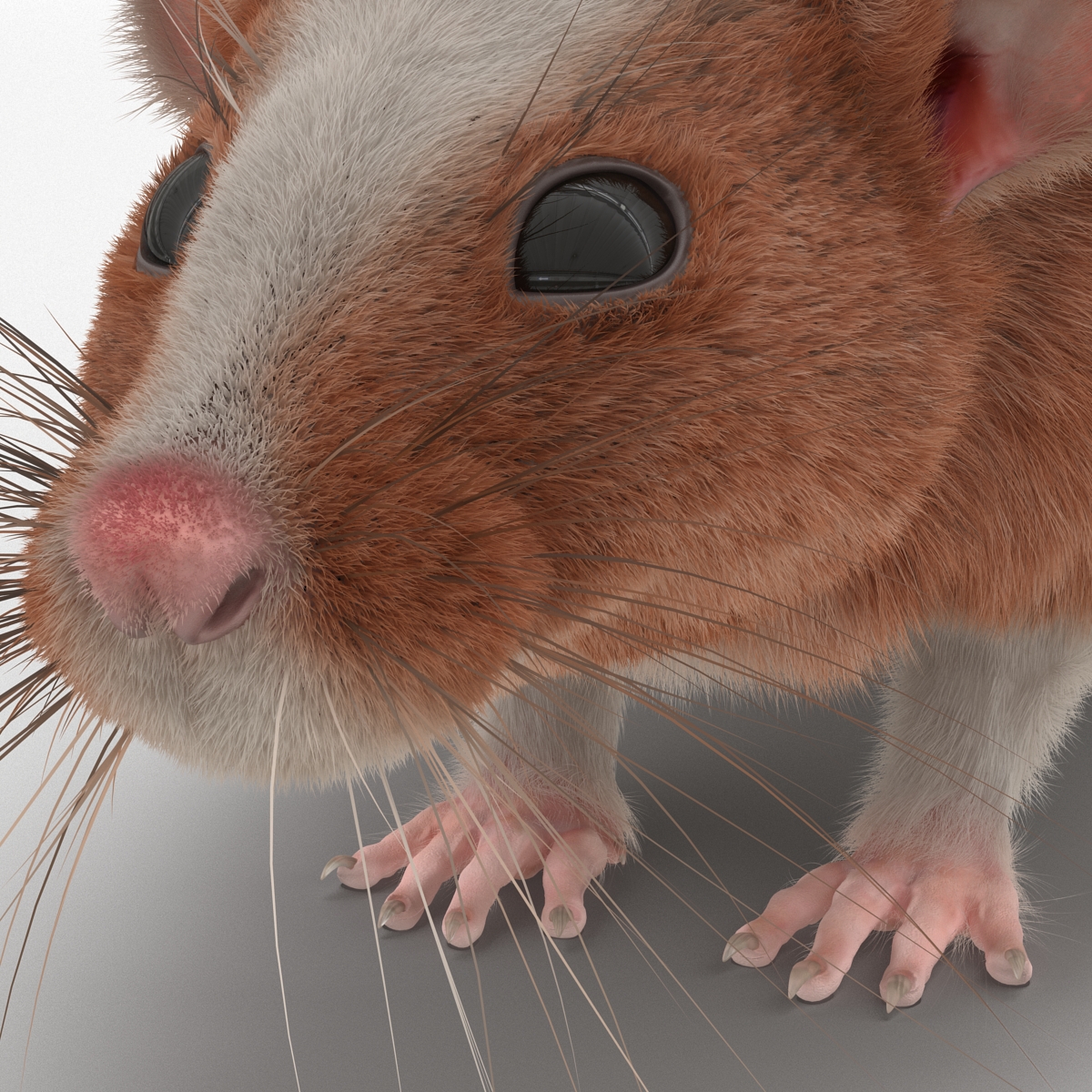 Rat 3 3D model