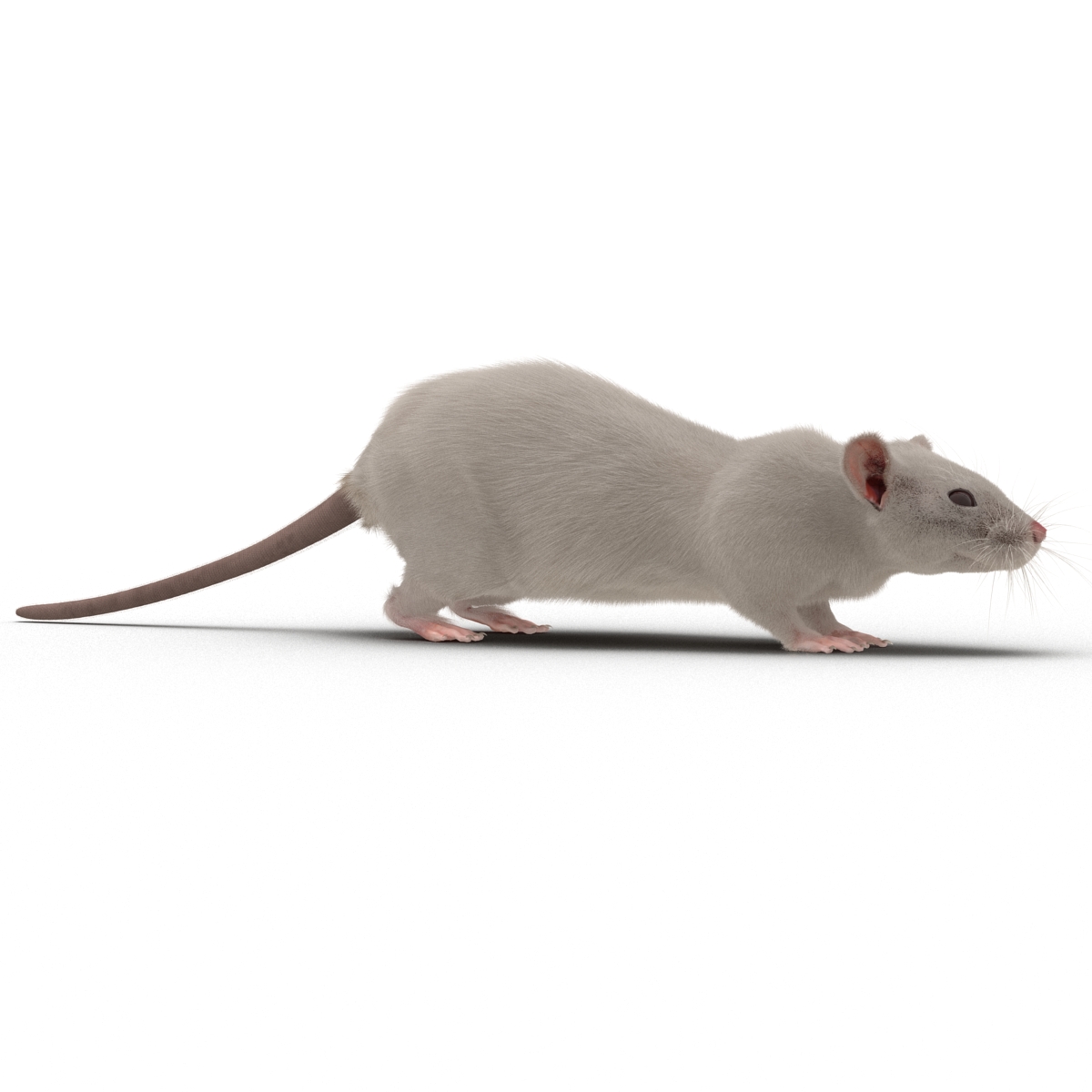 White Rat 3D model