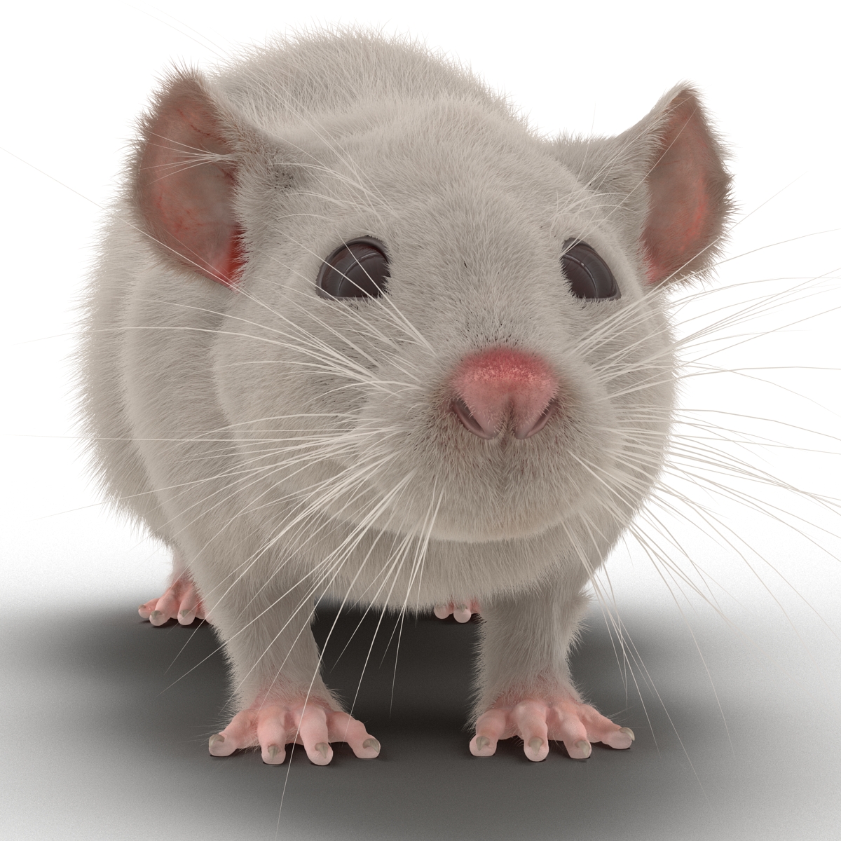 White Rat 3D model