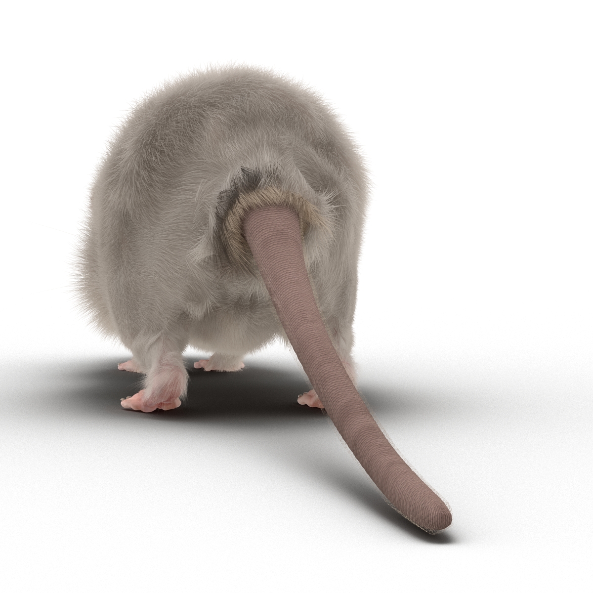 White Rat 3D model