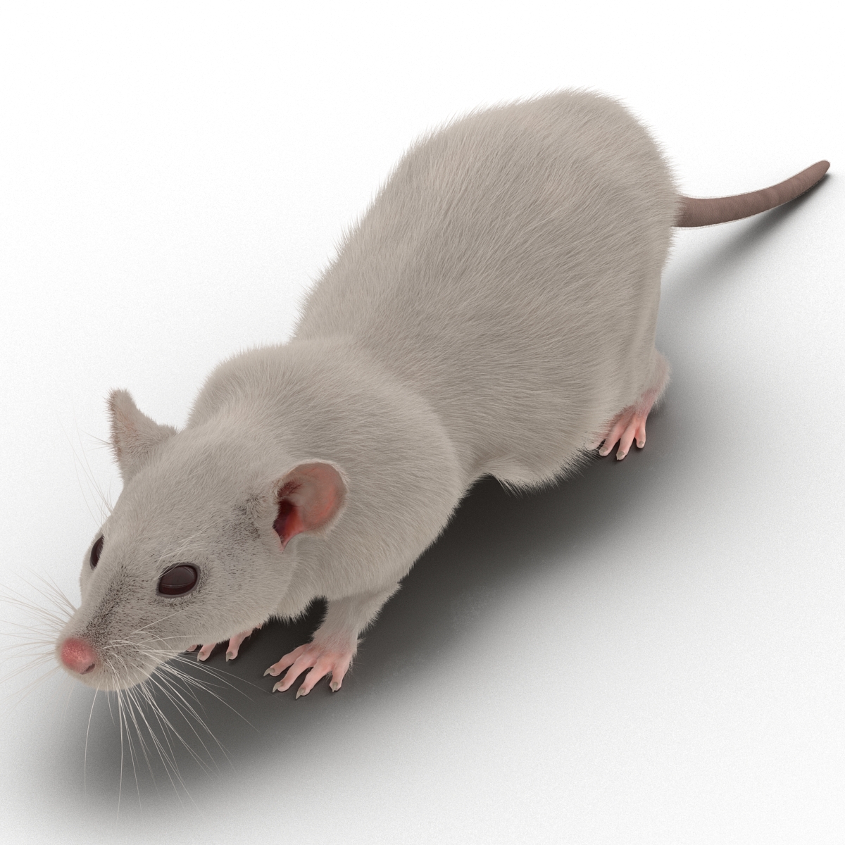 White Rat 3D model