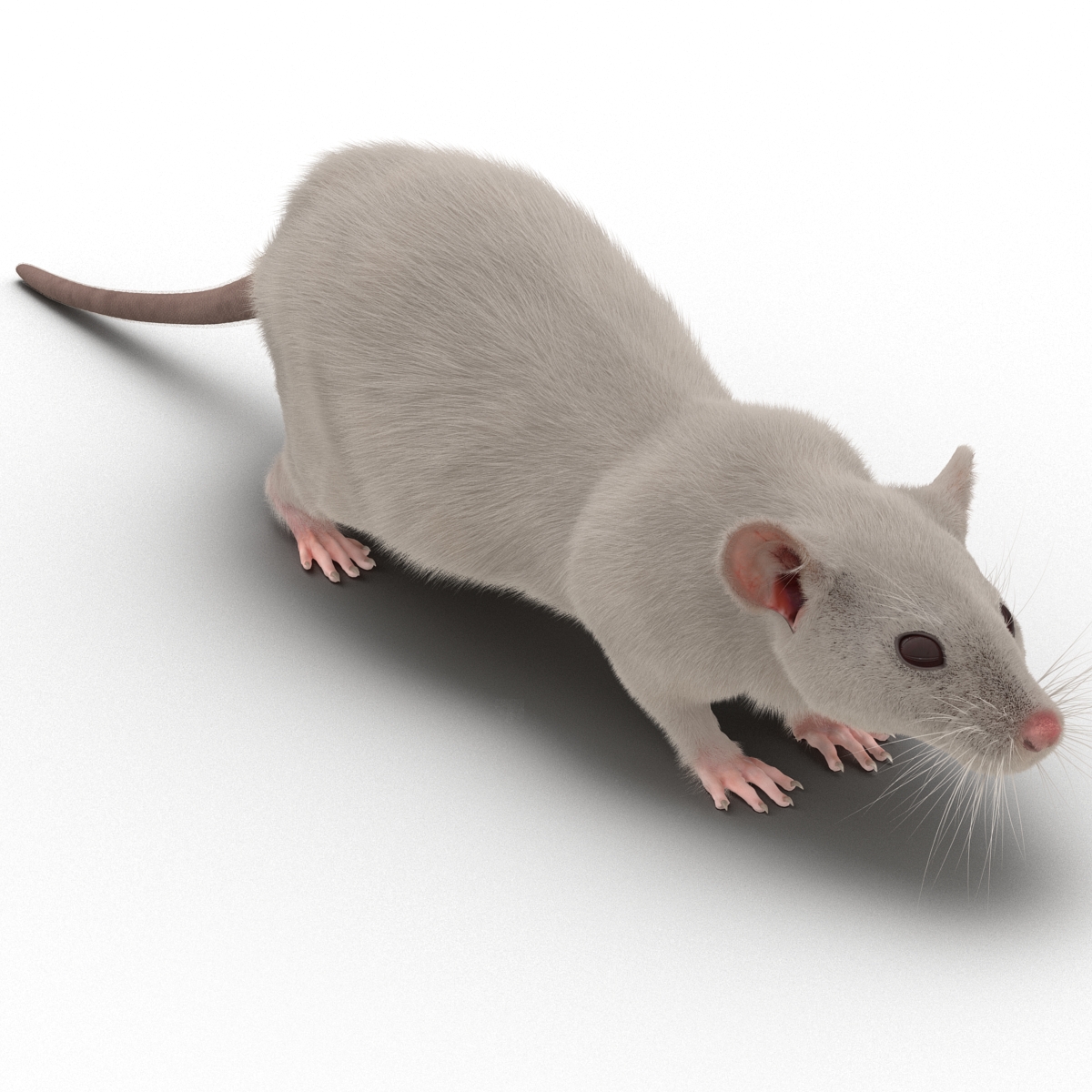 White Rat 3D model