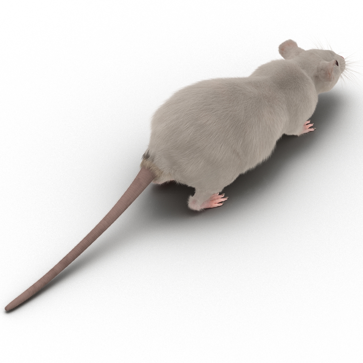 White Rat 3D model