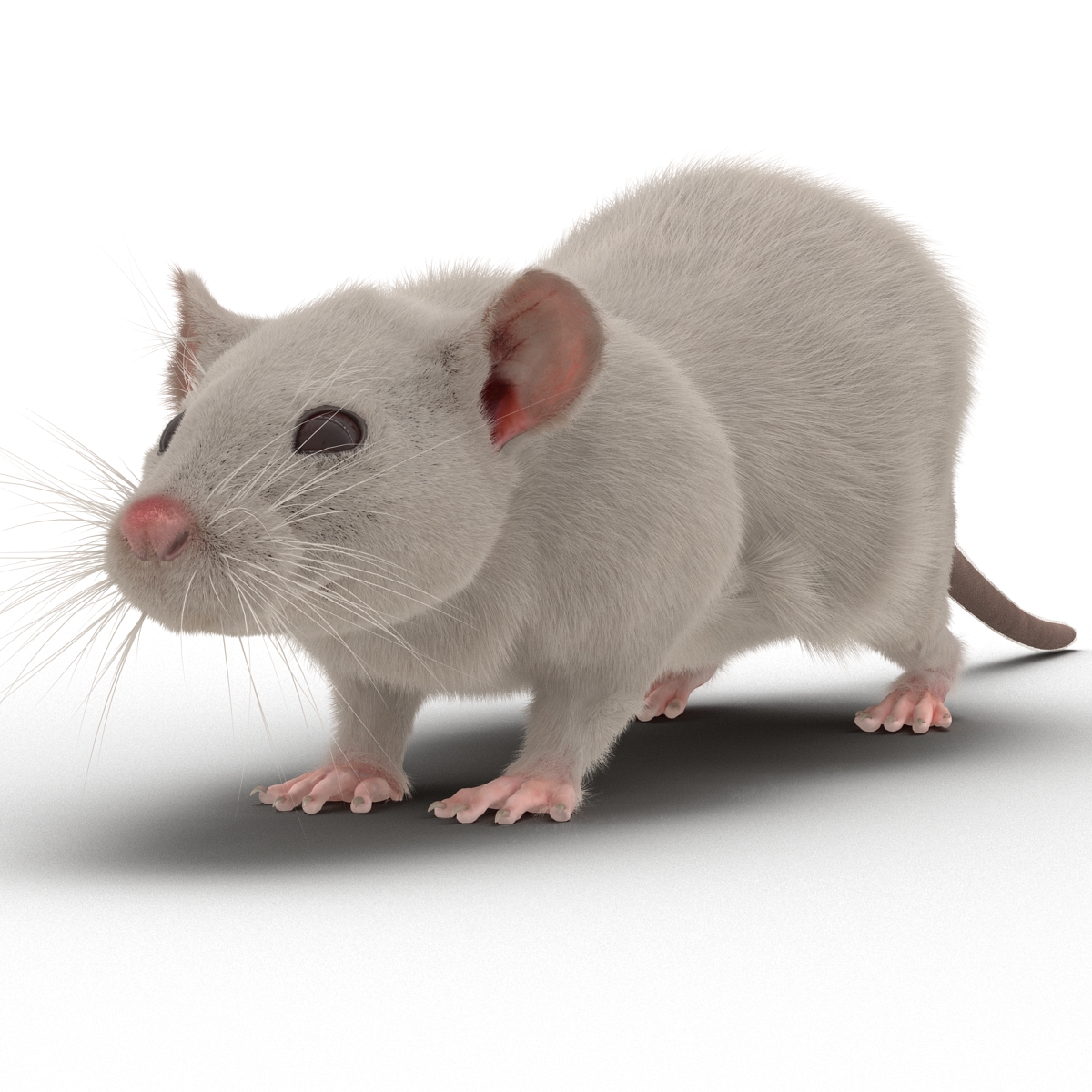 White Rat 3D model