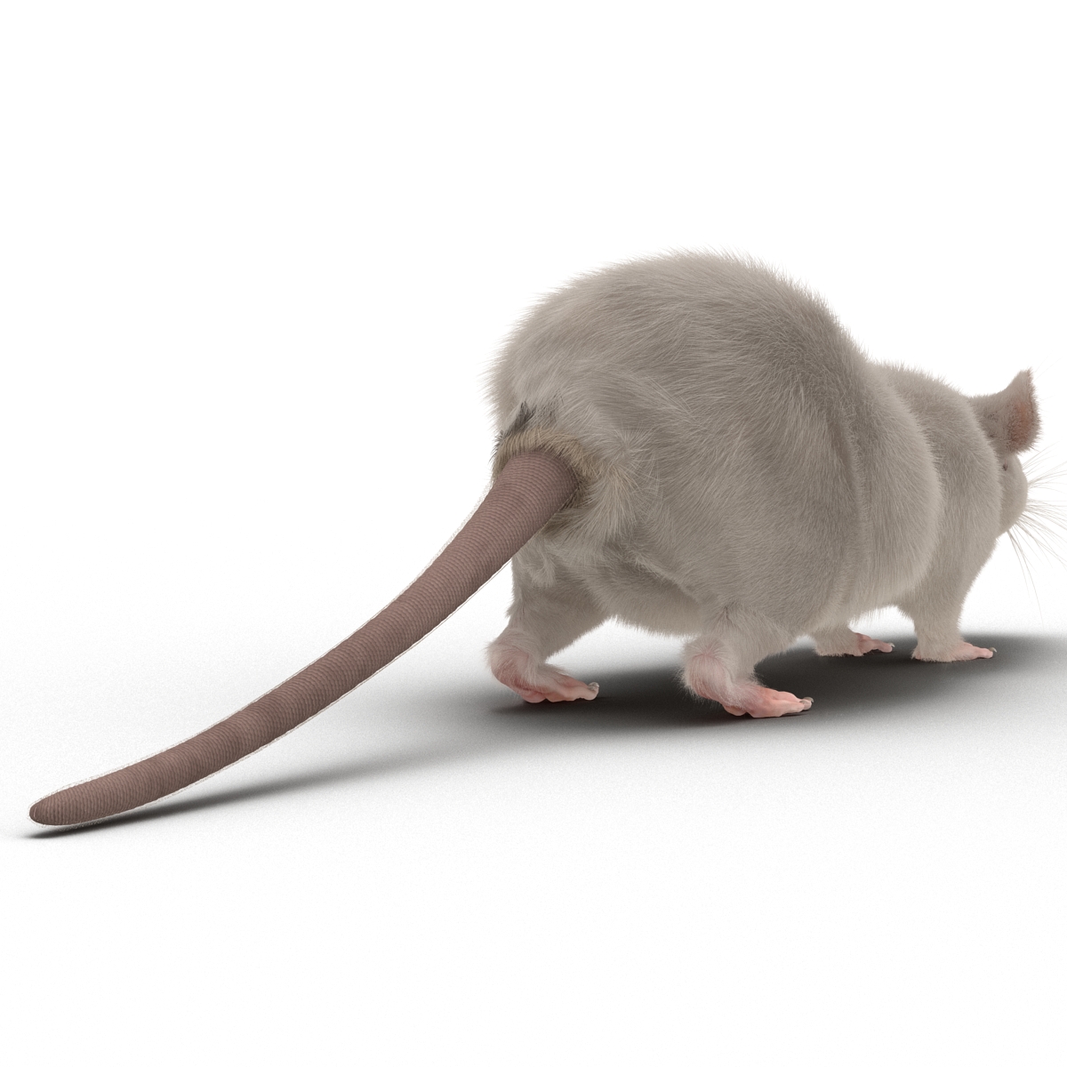 White Rat 3D model