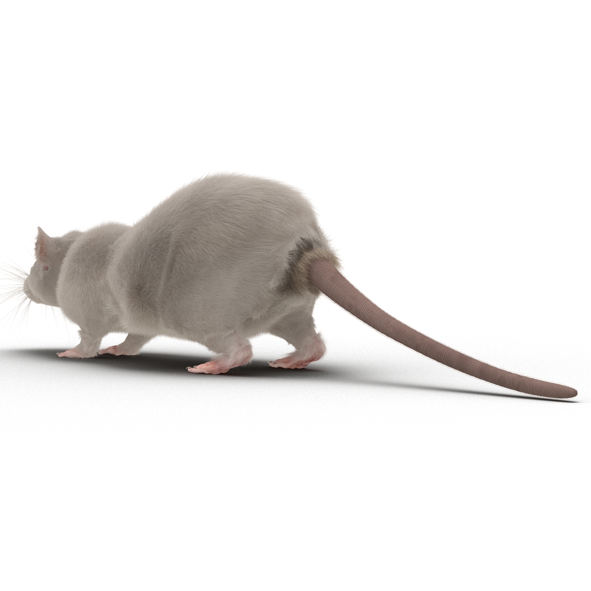 White Rat 3D model