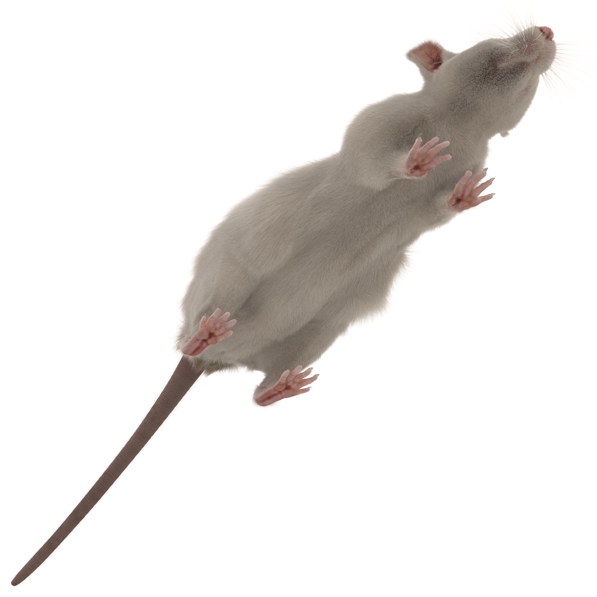 White Rat 3D model